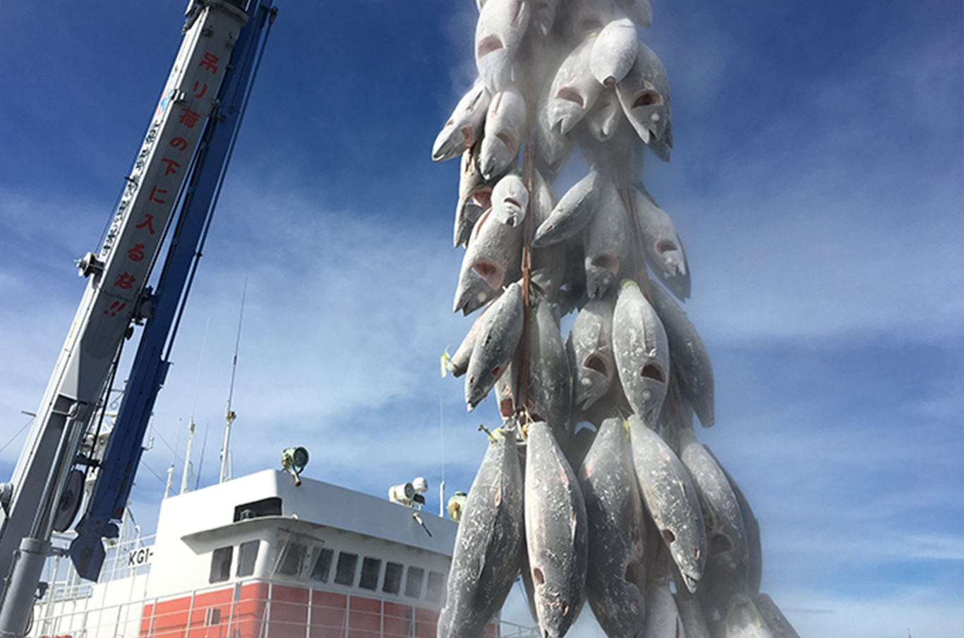鮪水揚げの写真